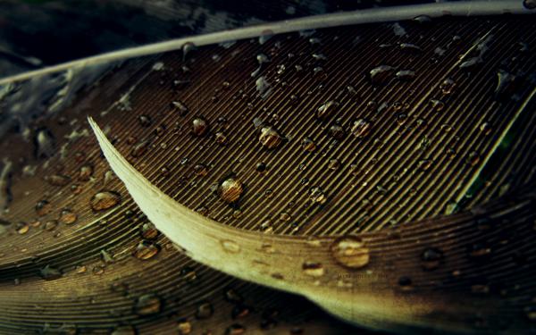 Macro & Textures